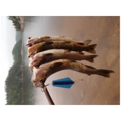 Tasmanian Devil N35 Blue Wings