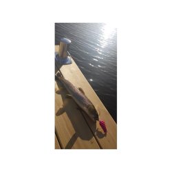 Tasmanian D Spoon Pink Panther