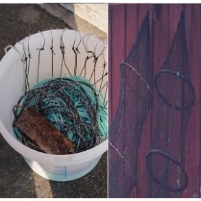 Bakkeline og torskeruse